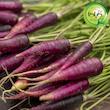 بذر هویج بنفش گیلدا کد 470