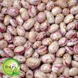 بذر لوبیا چیتی گیلدا کد 253