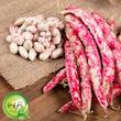 بذر لوبیا چیتی گیلدا کد 253
