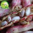 بذر لوبیا چیتی گیلدا کد 253