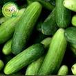 بذر خیار دستگردی گیلدا کد 646