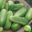 بذر خیار دستگردی گیلدا کد 646