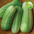 بذر خیار دستگردی گیلدا کد 646
