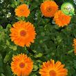 بذر همیشه بهار نارنجی گیلدا کد 818