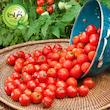 بذر گوجه گردویی گیلدا کد 575