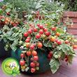 بذر گوجه گردویی گیلدا کد 575