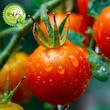 بذر گوجه گردویی گیلدا کد 575