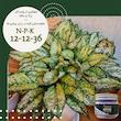   کود NPK 12-12-36 آگنس مدل Ag121236 وزن 150گرم
