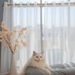پرده تیکو دکو مدل حریر کلاسیک سایز 240x300 سانتی متر