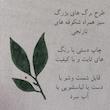 رومیزی طرح سبزینه 100