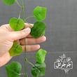 گل مصنوعی جُرجُرگل مدل ریسه برگ نخی انگور لمسی بسته دو عددی