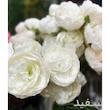 دسته گل مصنوعی مدل گل پیونی 7 عددی nyssa
