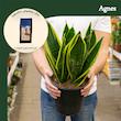 خاک سانسوریا آگنس مدل Agsa1.5 حجم 1.5 لیتر