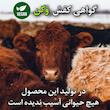 صندل زنانه مدل دوچا