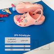 صندل زنانه کراکس مدل کلاسیک پزشکی کد RB-105
