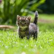 غذای خشک گربه نابالغ ریلکسی مدل KITTEN طعم مرغ و گوشت گاو وزن 2 کیلوگرم