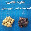 انجیر خشک سیاه درختی بازرگانی هاشمی - 5 کیلوگرم
