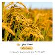 ماسک صورت بایو آکوا مدل پوره برنج وزن 25 گرم