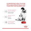 غذای خشک مادر و بچه گربه رویال کنین مدل Mother and Baby وزن 2 کیلوگرم