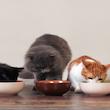 غذا خشک گربه بالغ ریلکسی مدل مولتی کالر طعم مرغ و برنج و گوشت وزن 2 کیلوگرم