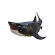 اکشن فیگور مدل دایناسور کوسه مگالودون فک متحرک طرح Megalodon Sharks
