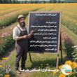 بذر میوه توت فرنگی گلدانی گلس گاردن مدل GL50