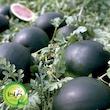 بذر هندوانه دیمی گیلدا کد 713