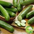 بذر خیار بوته ای گیلدا کد 643
