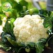 بذر گل کلم گیلدا کد 312