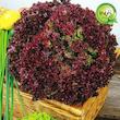 بذر کاهو فرانسوی قرمز گیلدا کد 335
