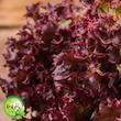 بذر کاهو فرانسوی قرمز گیلدا کد 335