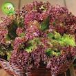 بذر کاهو فرانسوی قرمز گیلدا کد 335