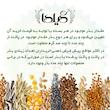 بذر گل کلم بنفش گیلدا کد 313