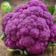بذر گل کلم بنفش گیلدا کد 313