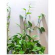  نگهدارنده شاخه طرح دست مجموعه 10 عددی