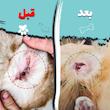 دستمال مرطوب گوش سگ و گربه کوالاپت مدل Ear wipes01 بسته 80 عددی
