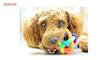 توپ اسباب بازی سگ تو در تو مدل Juguetes Perro Ball-S