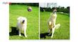 توپ اسباب بازی سگ تو در تو مدل Juguetes Perro Ball-S