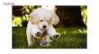 توپ اسباب بازی سگ تو در تو مدل Juguetes Perro Ball-S