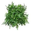 چمن مصنوعی مدل دکور سبز آکواریومی طرح سیکات سرو سایز 25x25 سانتی متر