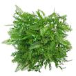 چمن مصنوعی مدل دکور سبز آکواریومی طرح سیکات سرو سایز 25x25 سانتی متر