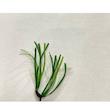 چمن مصنوعی دنیای چمن طرح آوانا مدل DB25 سایز 2x1 متر