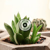 گلدان مینیمال بتنی زیکو پوونل استور cute minimal the pot zico company www.poonelstore.com code 101-03