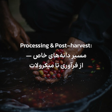 Processing & Post-harvest: مسير دانه هاى خاص - از فرآورى تا ميكرولات
