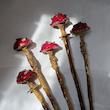 کانزاشی قارچ🍄