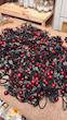 کش مو گیلاسی 🍒