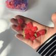 میوه شبرنگ🫐