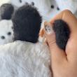 عروسک پوچاکو🐩