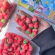 توت فرنگی بزرگ🍓