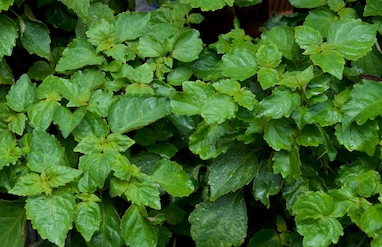 آنچه باید در مورد پاچولی و فواید آن بدانیم